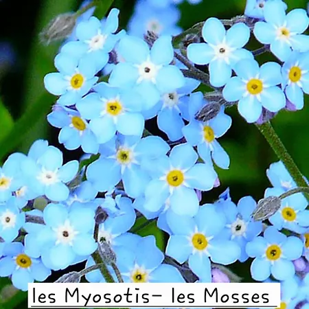 A9 - Les Myosotis *
